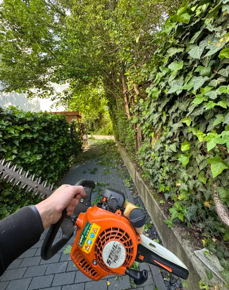 Heckenschnitt mit einer motorisierten Heckenschere